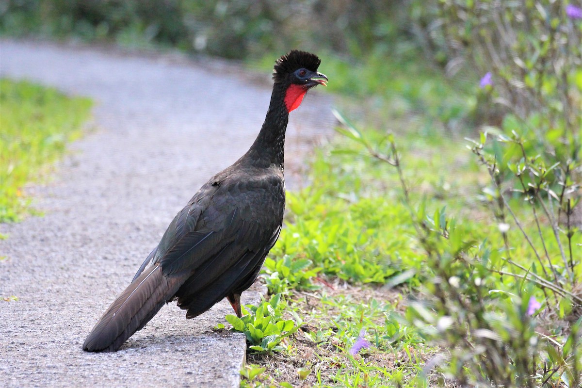 Crested Guan - ML91417831