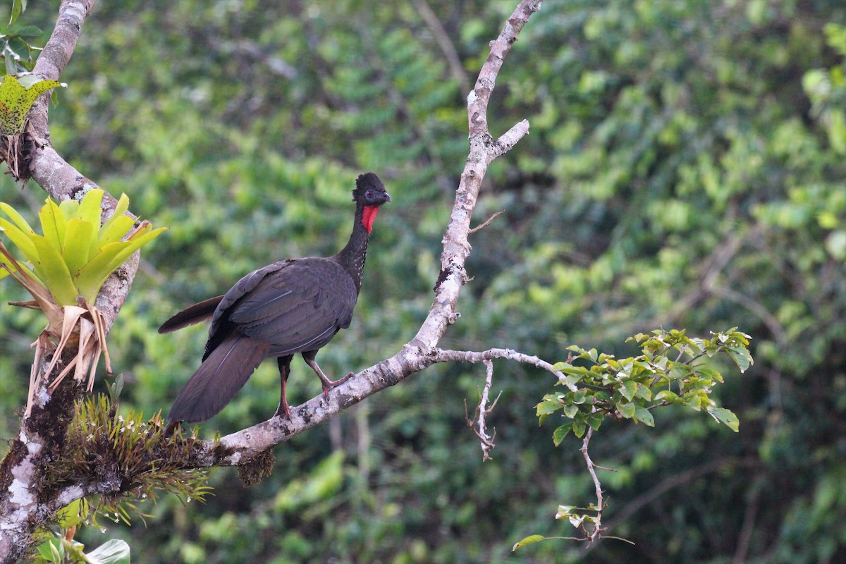Crested Guan - ML91417841