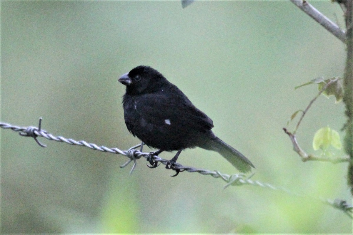 Variable Seedeater - ML91417891