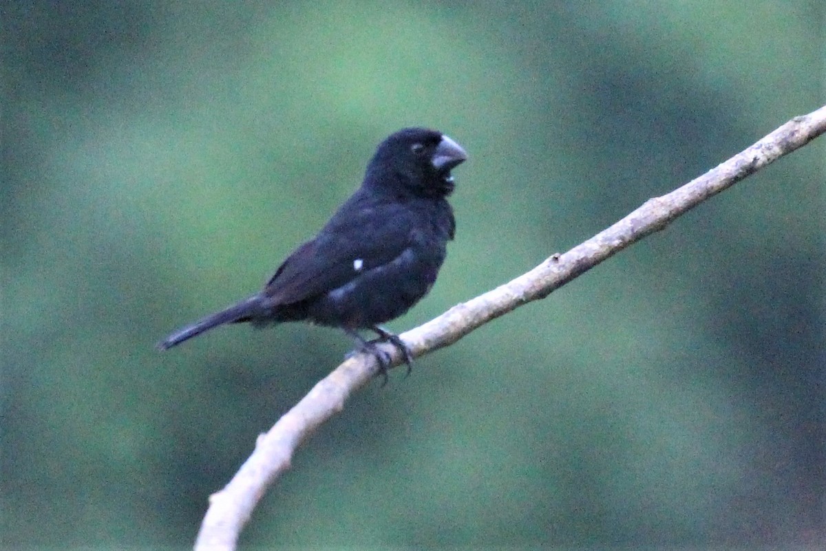 Thick-billed Seed-Finch - ML91417931
