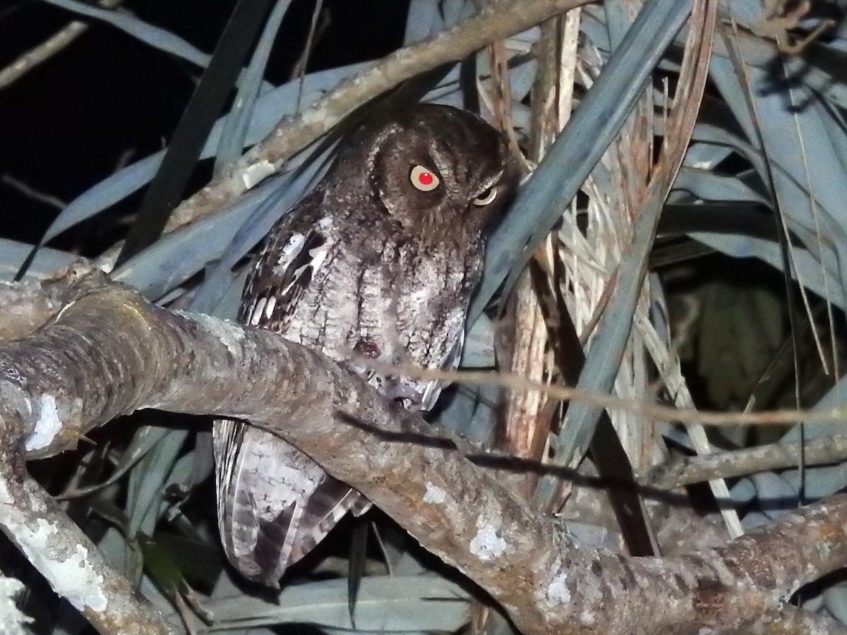 Middle American Screech-Owl (Middle American) - ML91418681