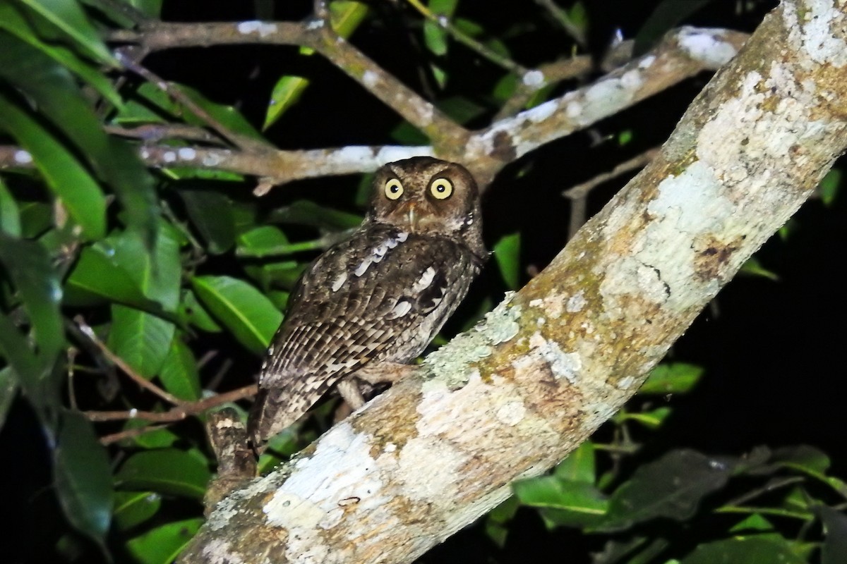 Middle American Screech-Owl (Middle American) - ML91418981