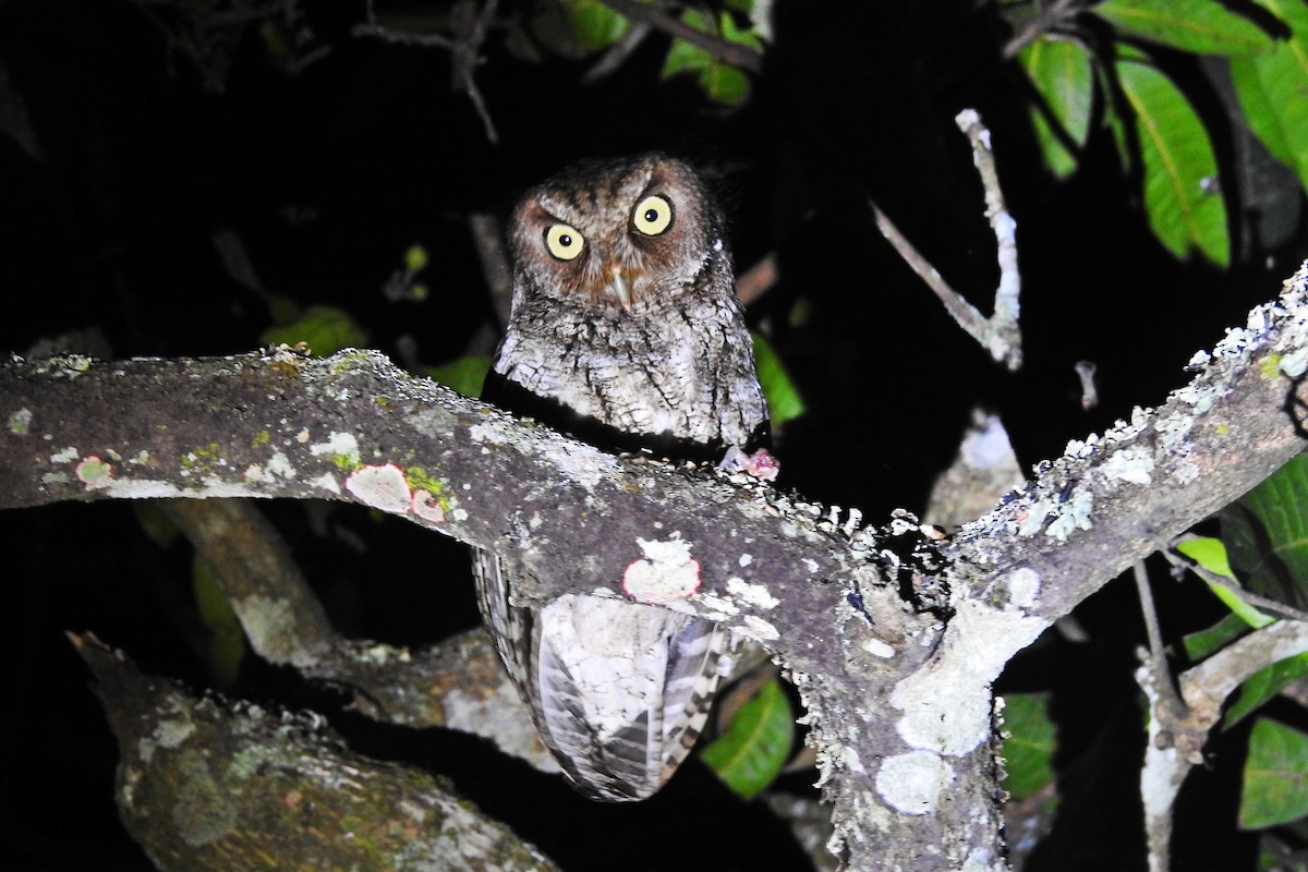 Middle American Screech-Owl (Middle American) - ML91418991