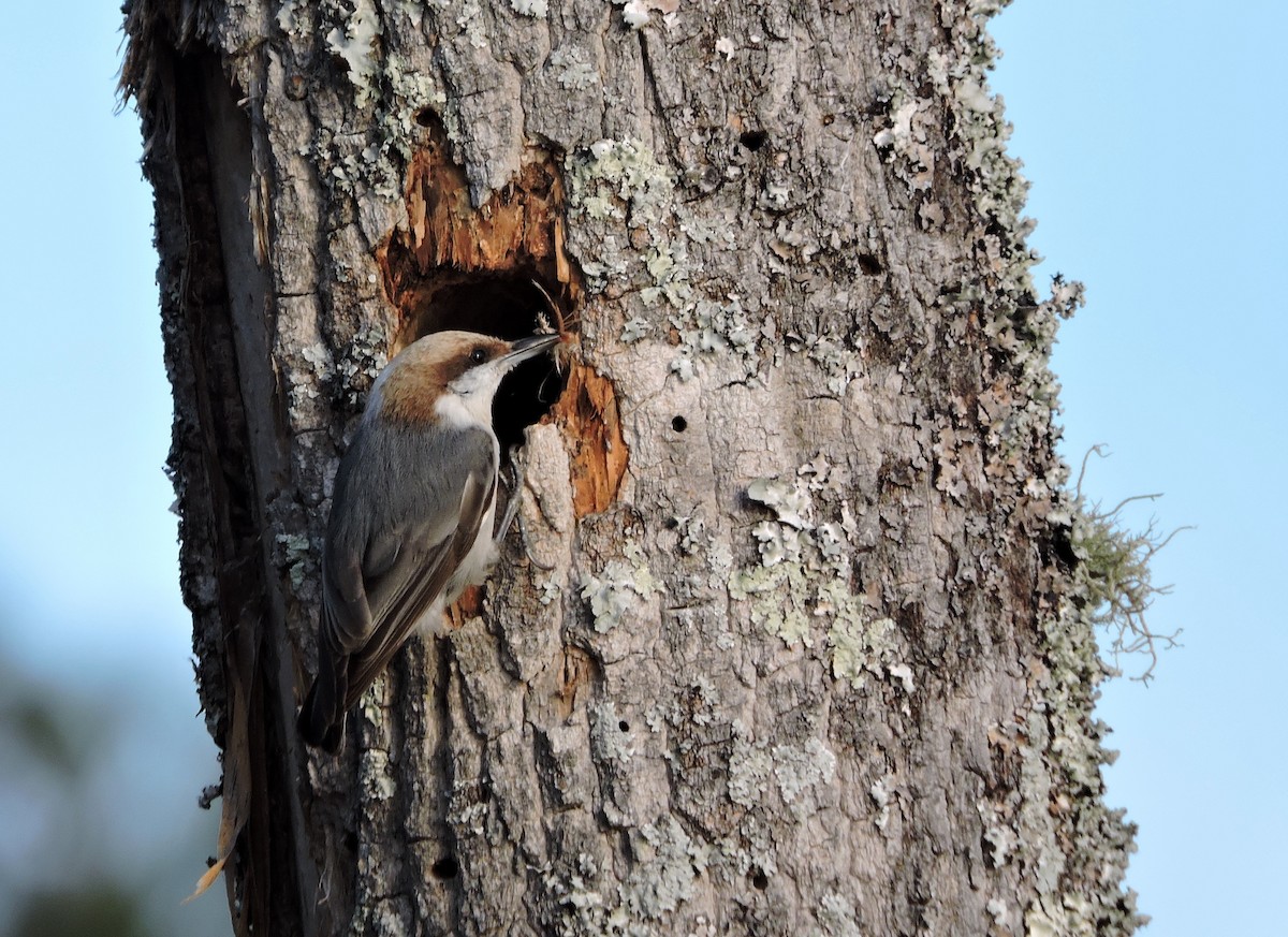 Brown-headed Nuthatch - ML91419451