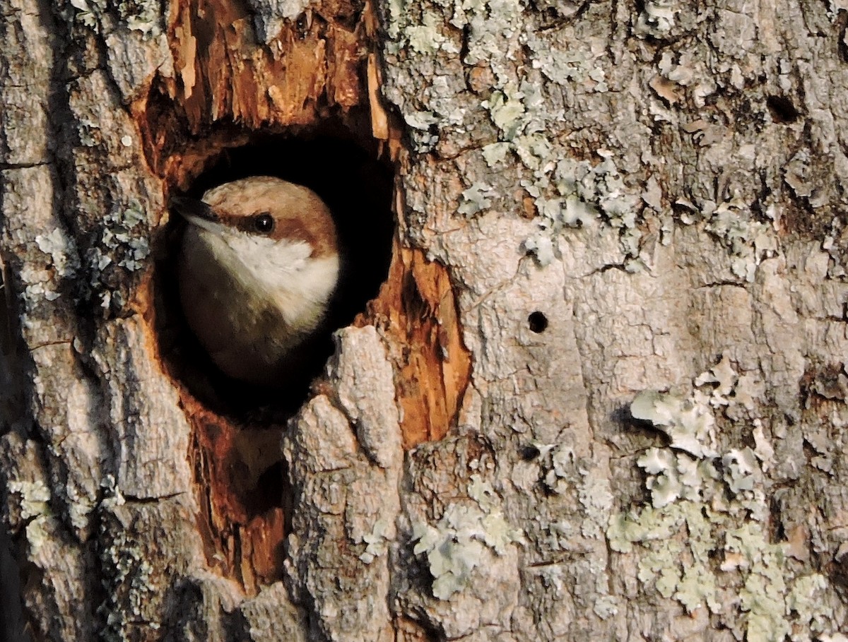 Brown-headed Nuthatch - ML91419461