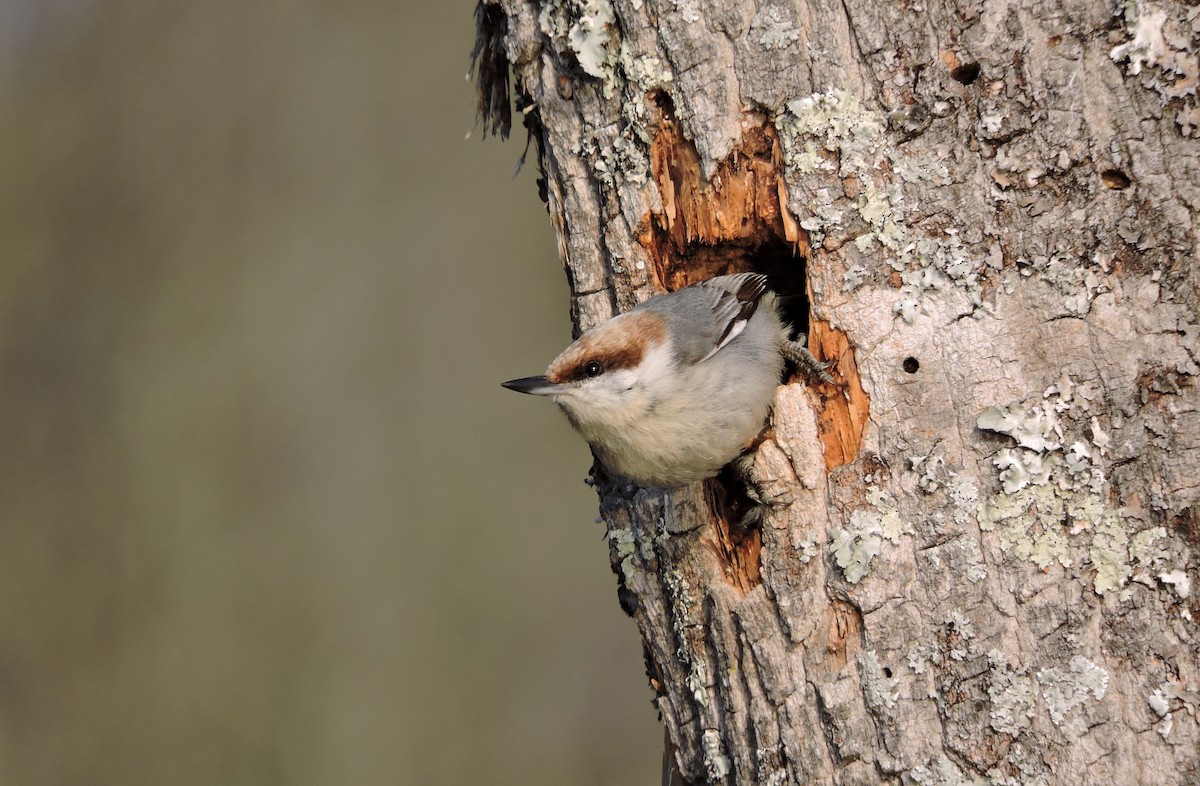 Brown-headed Nuthatch - ML91419471