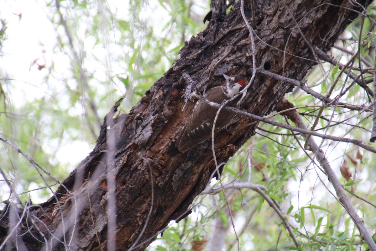 Arizona Woodpecker - ML91419801