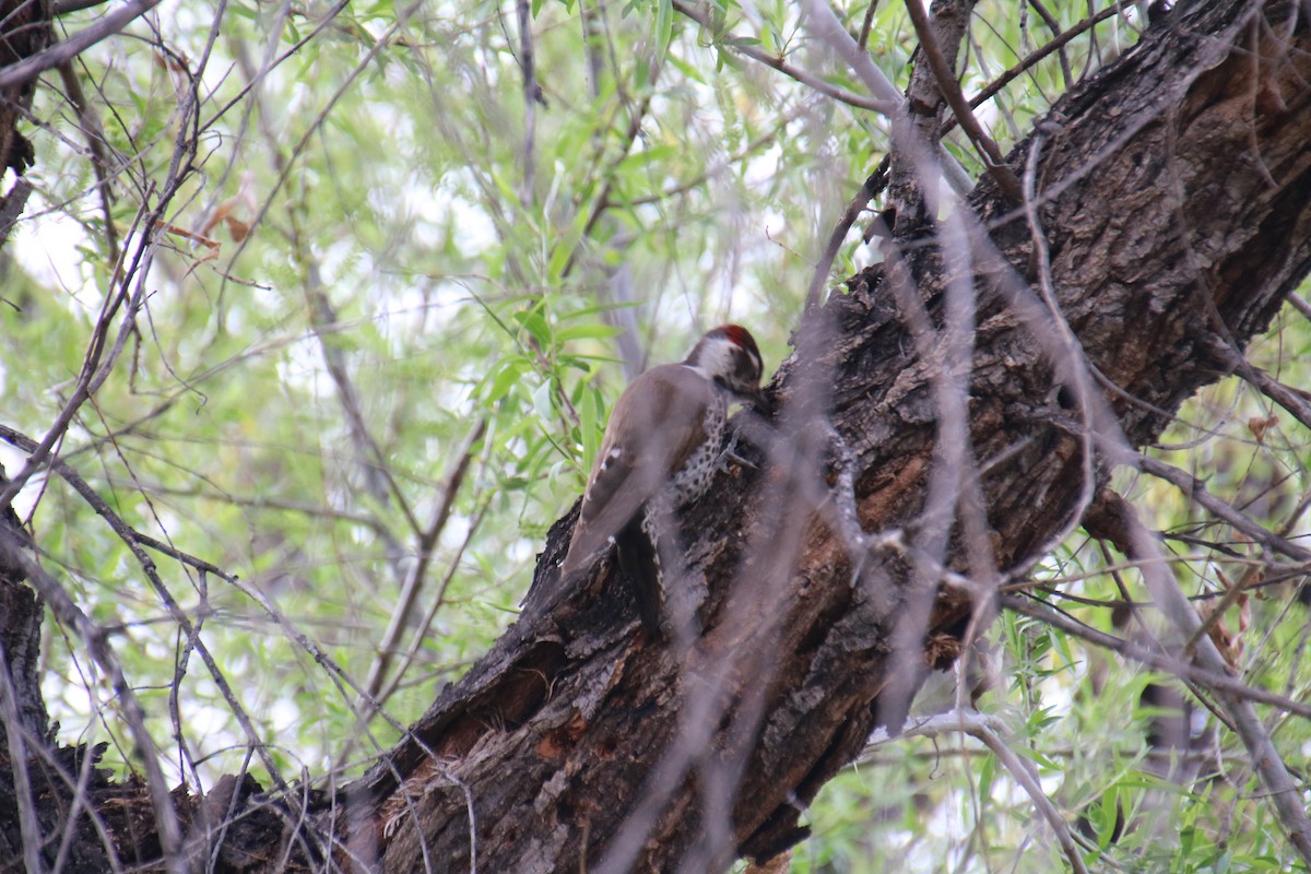 Arizona Woodpecker - ML91419841