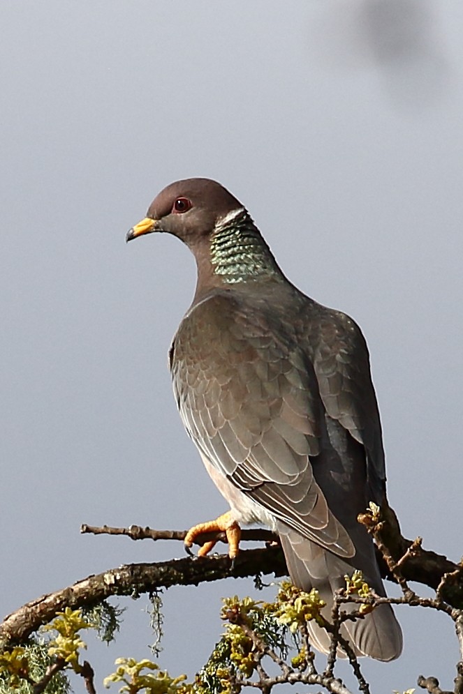 Band-tailed Pigeon - ML91424481
