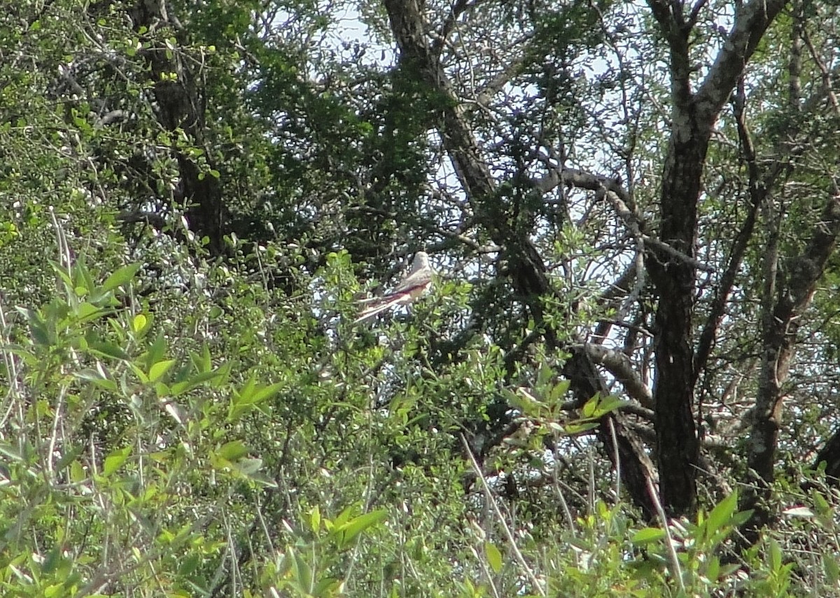Scissor-tailed Flycatcher - Isidro Montemayor
