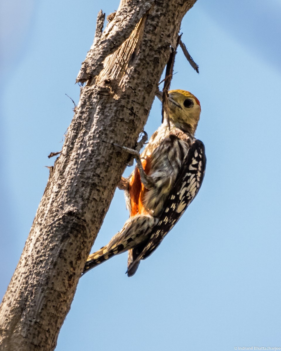 Yellow-crowned Woodpecker - Indranil Bhattacharjee