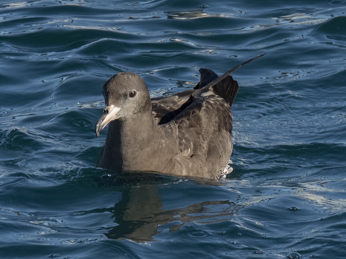 Flesh-footed Shearwater - ML91425461