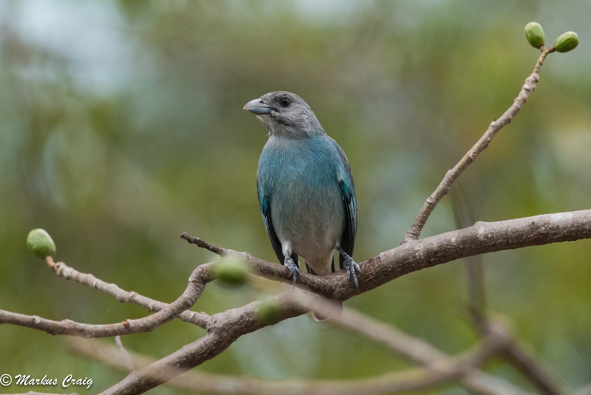Glaucous Tanager - ML91425721