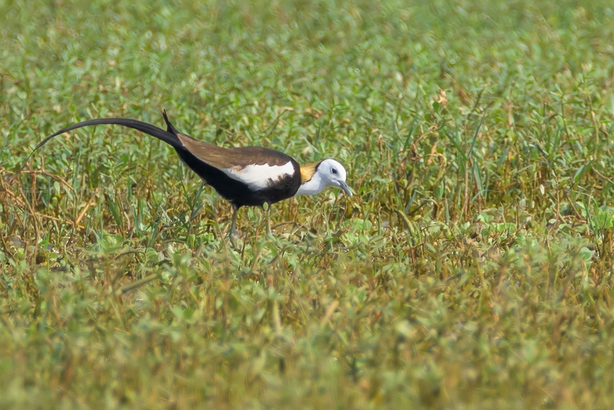 Pheasant-tailed Jacana - Sahasrangshu Pal Choudhury
