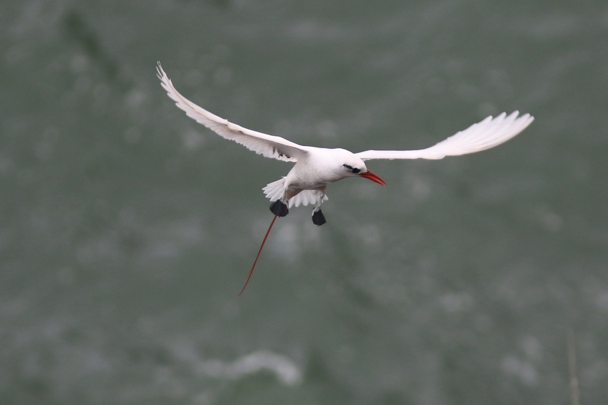 Red-tailed Tropicbird - ML91427991