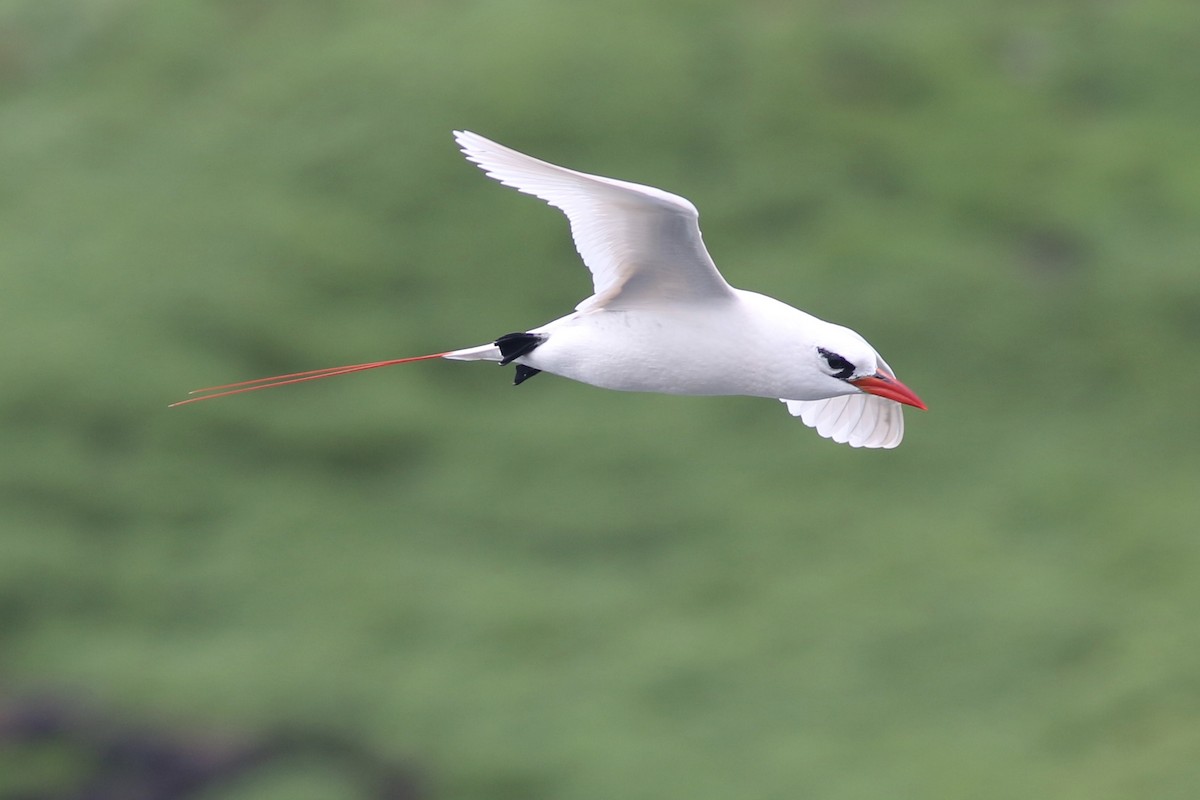 Red-tailed Tropicbird - ML91428101