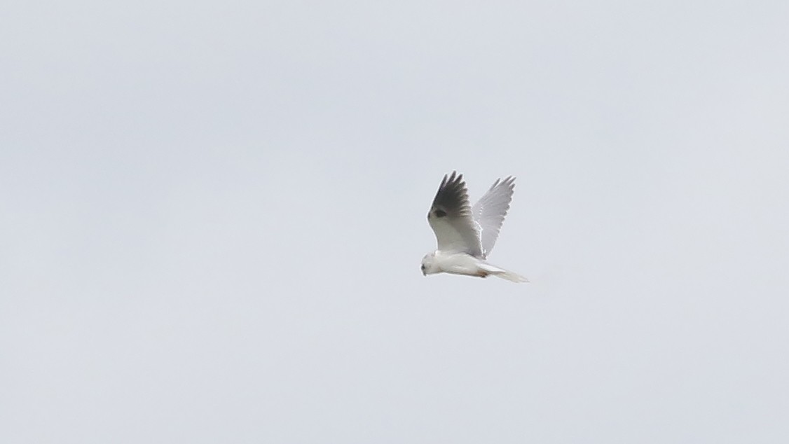 White-tailed Kite - ML91428151