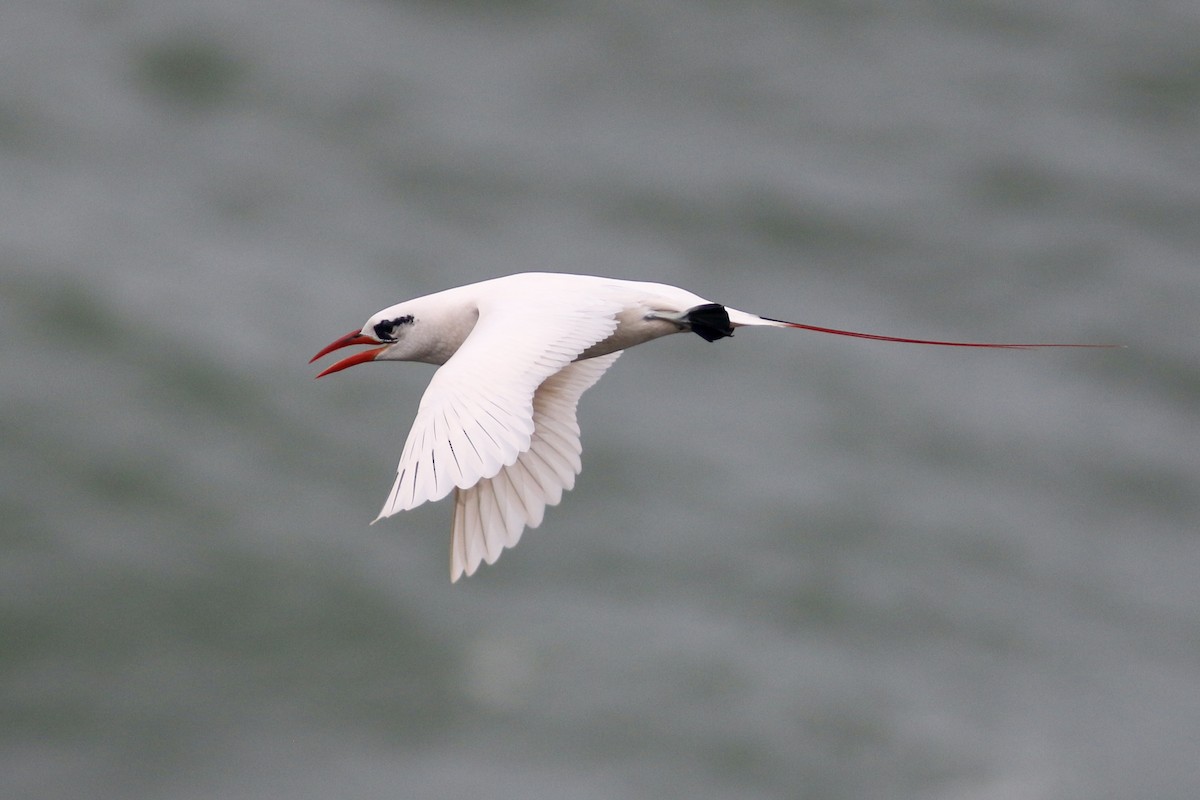 Red-tailed Tropicbird - ML91428181