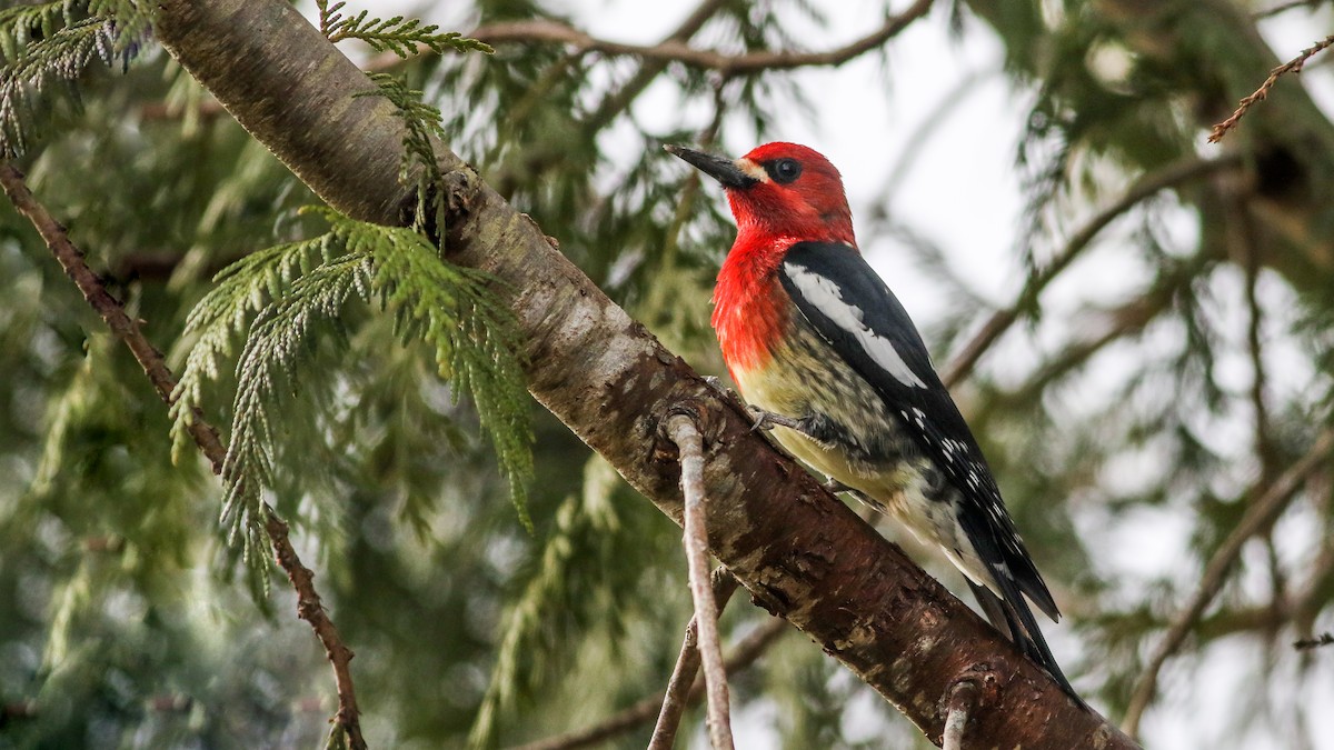 Red-breasted Sapsucker - ML91428401
