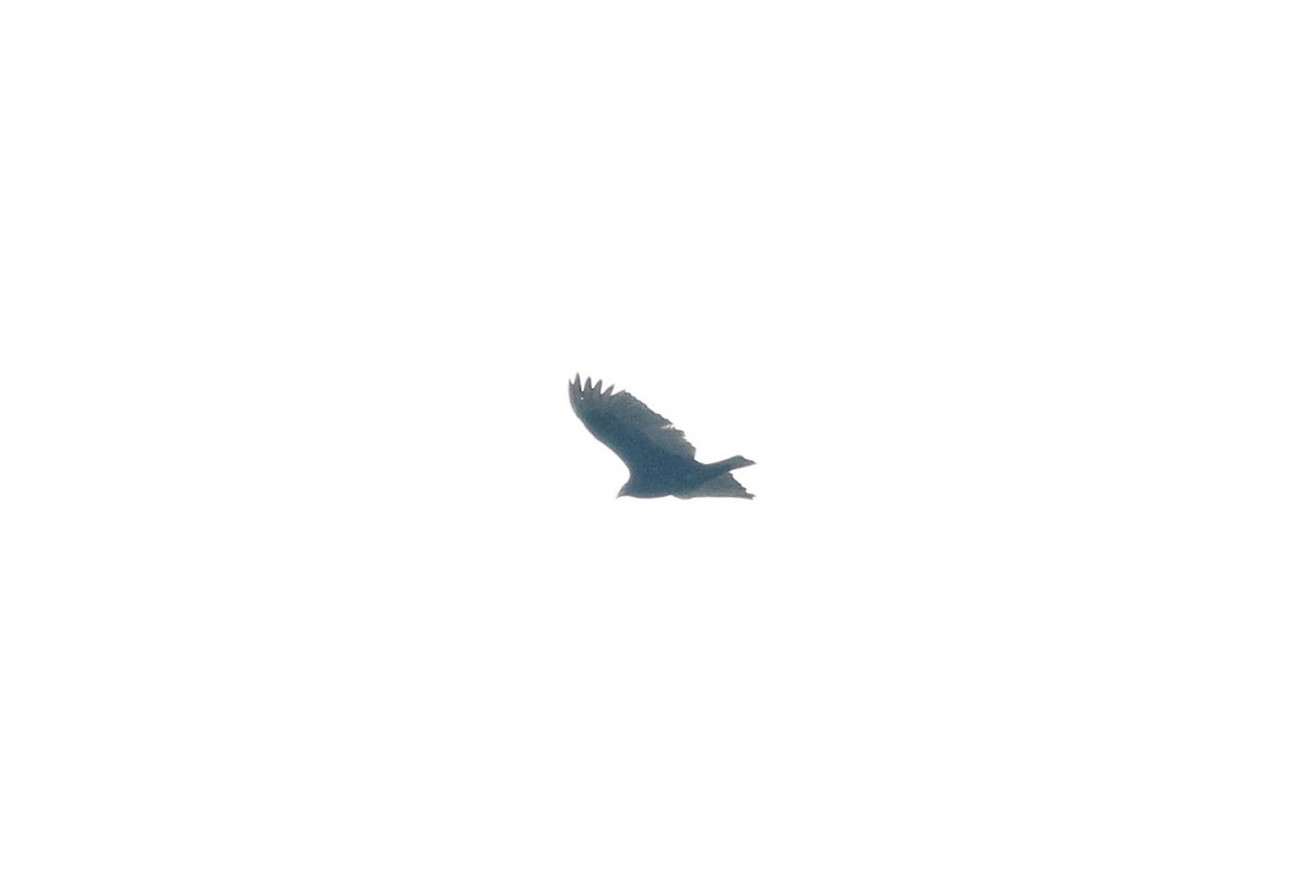 Turkey Vulture - ML91428551