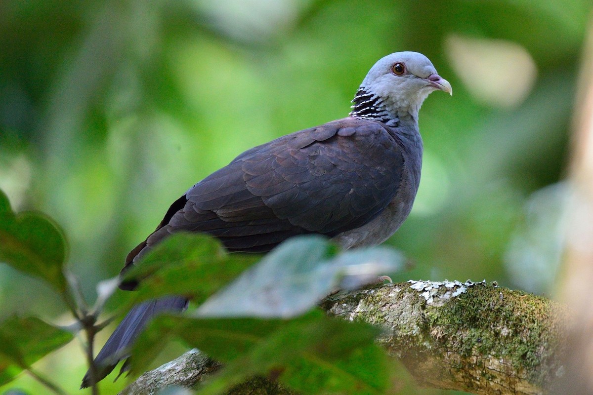 Nilgiri Wood-Pigeon - ML91431801