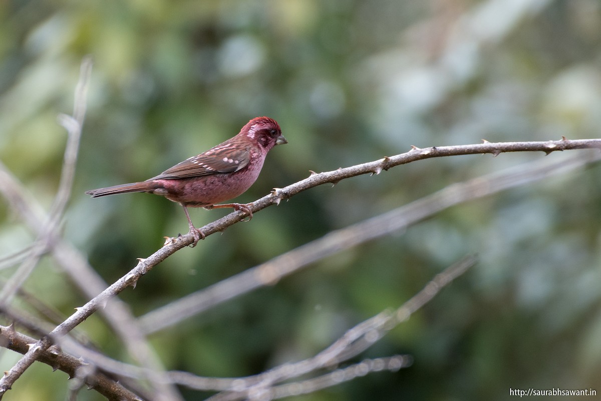 Spot-winged Rosefinch - Saurabh Sawant