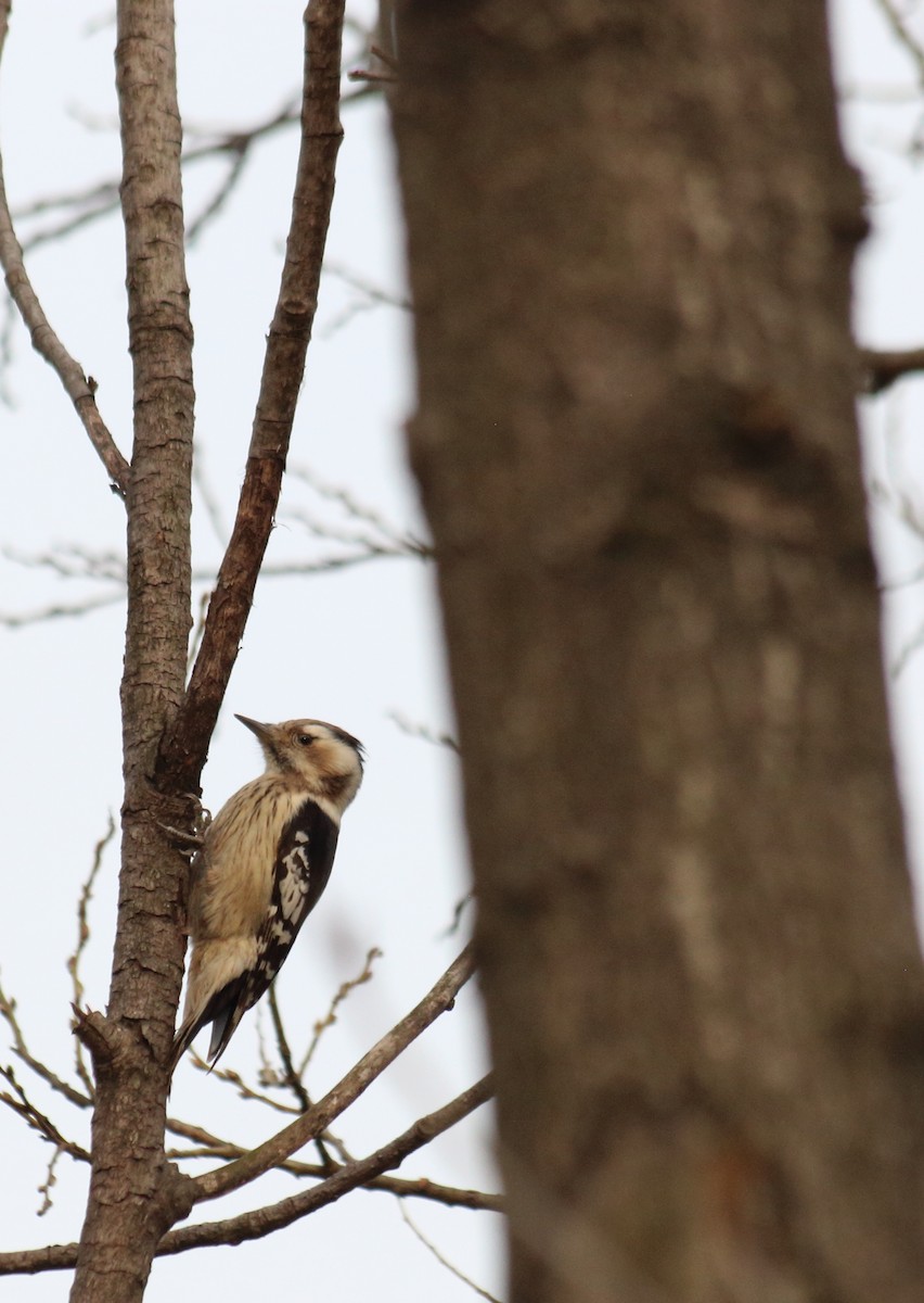 Gray-capped Pygmy Woodpecker - Anonymous eDipper