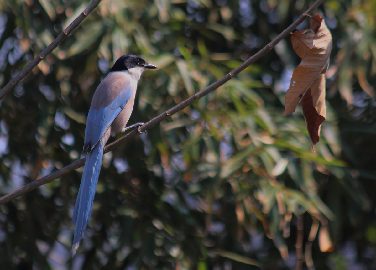 Azure-winged Magpie - Anonymous eDipper
