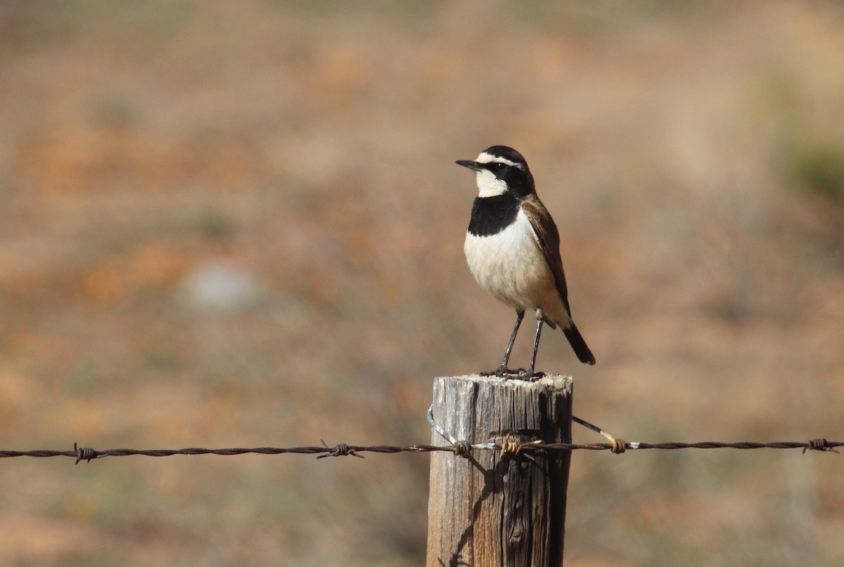 Capped Wheatear - Sandy Schreven