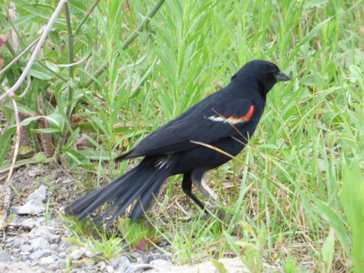 Red-winged Blackbird - Bill Crins