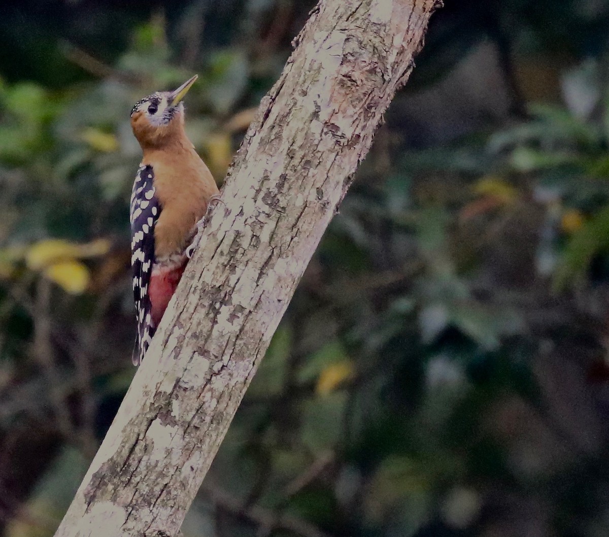 Rufous-bellied Woodpecker - Craig Robson