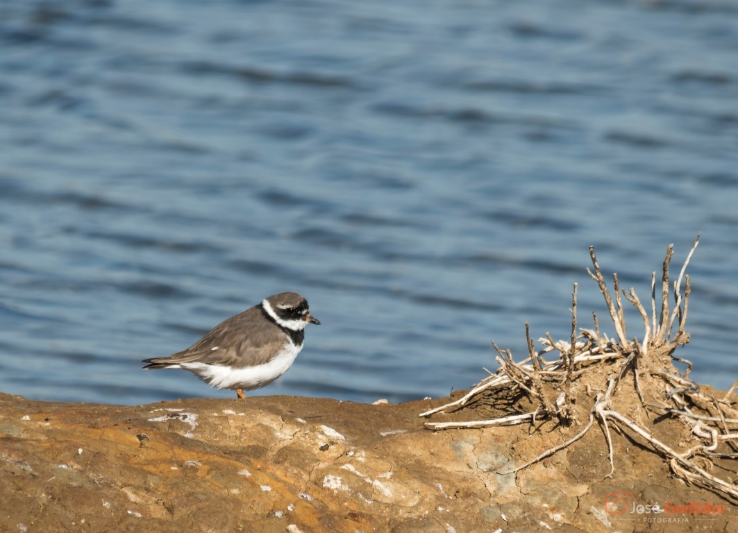Common Ringed Plover - ML91447351