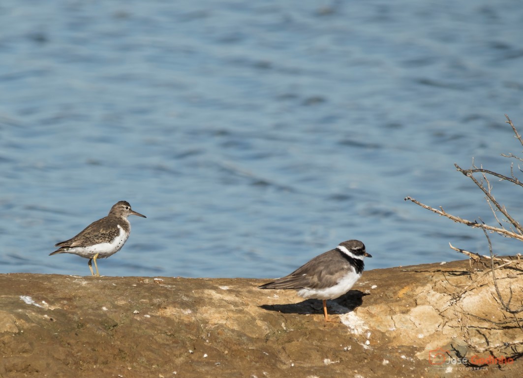Common Ringed Plover - ML91447361