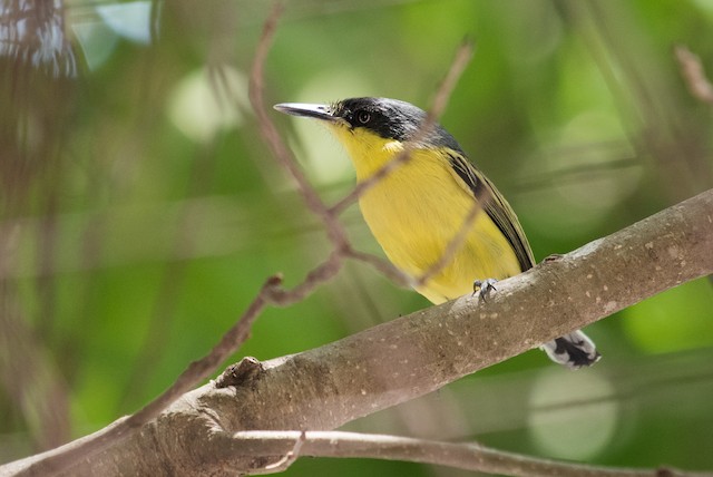 Common Tody-Flycatcher