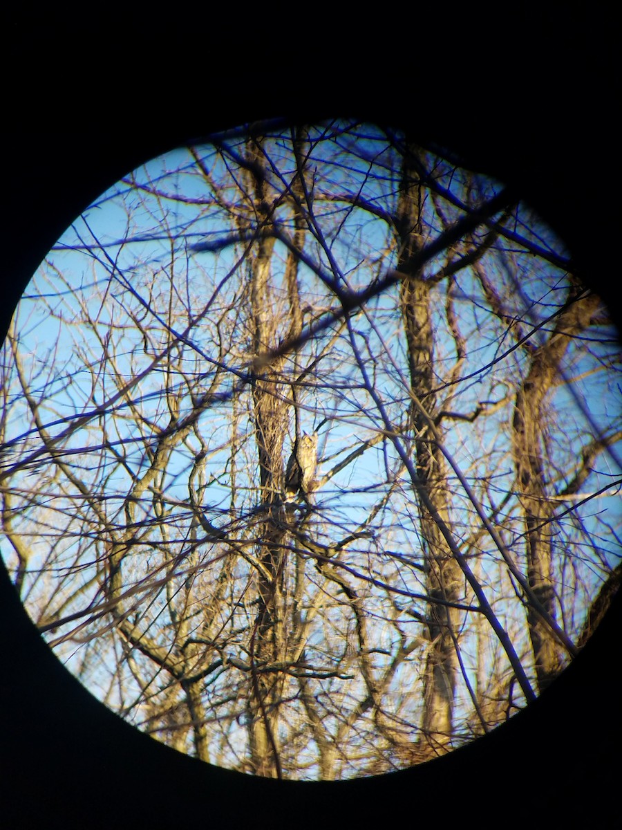 Great Horned Owl - ML91449281