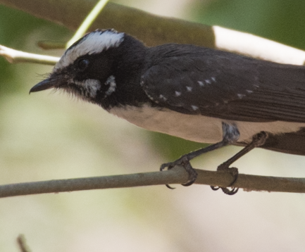 White-browed Fantail - ML91453611