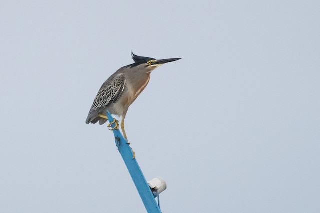 Striated Heron