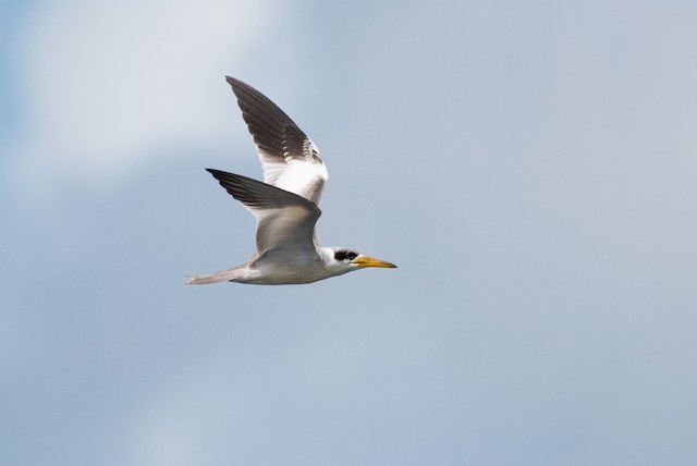 Large-billed Tern