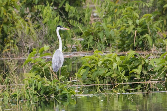 Cocoi Heron