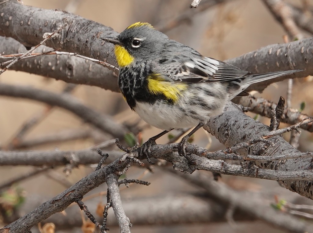Yellow-rumped Warbler (Audubon's) - Walt Anderson