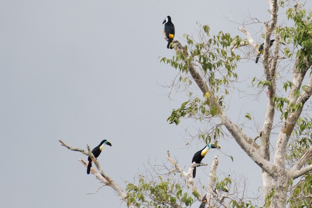 Channel-billed Toucan