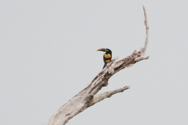 Chestnut-eared Aracari