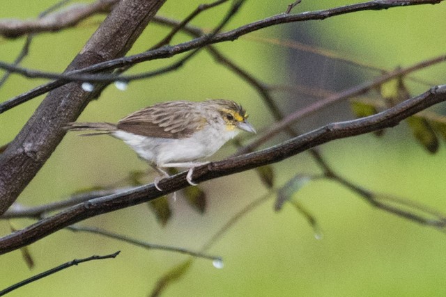 Yellow-browed Sparrow