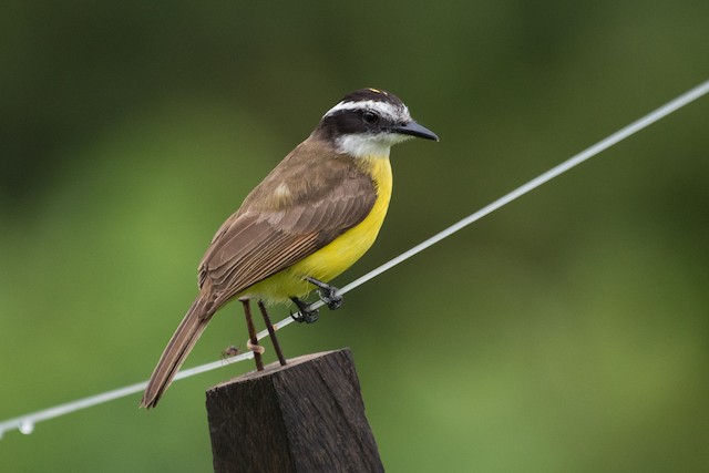 Lesser Kiskadee