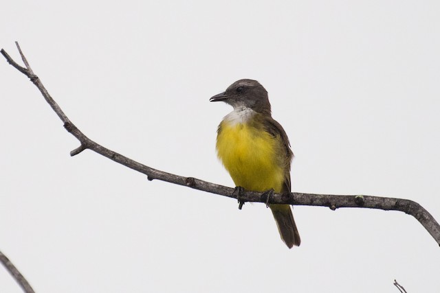 Sulphury Flycatcher