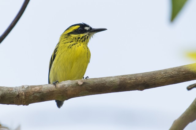 Yellow-browed Tody-Flycatcher