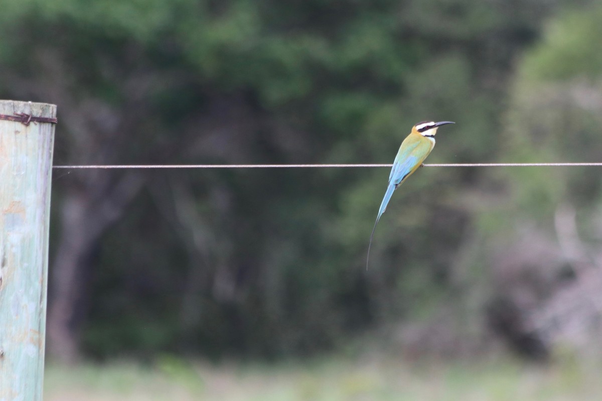 White-throated Bee-eater - David Guarnieri