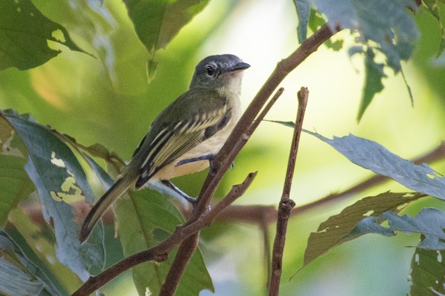 Gray-crowned Flatbill
