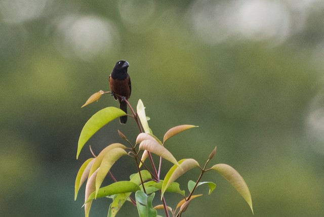 Chestnut-bellied Seed-Finch