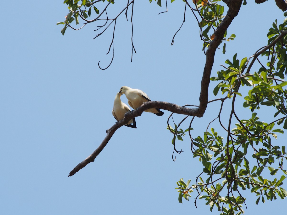 Pied Imperial-Pigeon - ML91464111